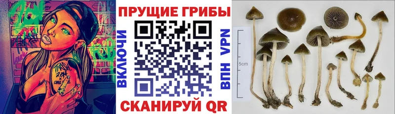 мега зеркало  Шали  Галлюциногенные грибы Psilocybine cubensis 